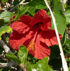 Hibiskus auf der Taubeninsel