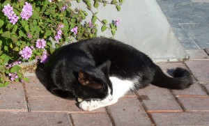 schlafende Katze