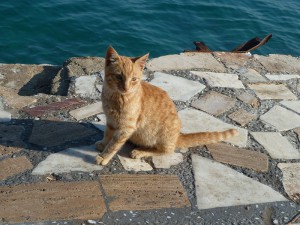 rote Katze