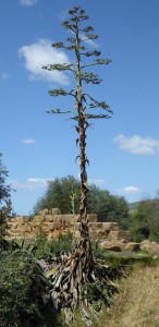 Agave