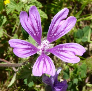 lila Blume 3