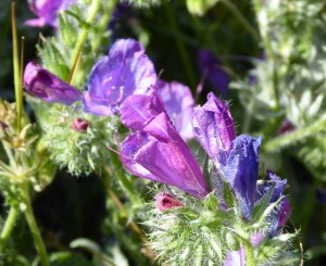 lila Blume 2