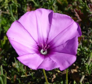 lila Blume 1
