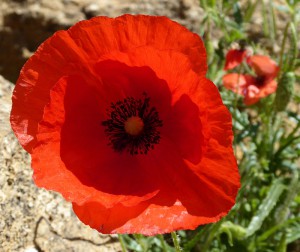 Mohn