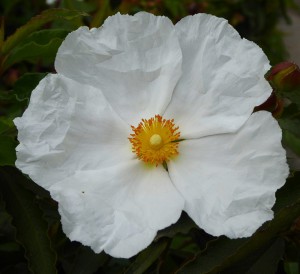 weiße Blume