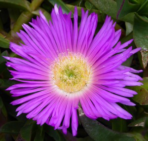 Kaktusblüte