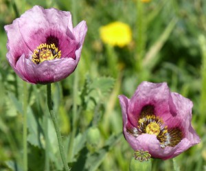lila Mohn