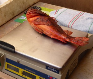 Drachenkopf für die Bouillabaisse