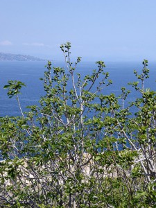 Bucht von Saint Tropez mit Feige