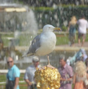 Möve