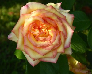 Blumen im oberen Garten