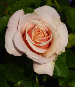 Blumen im oberen Garten