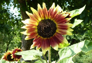 Blumen im oberen Garten