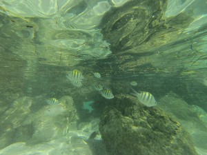 Fische