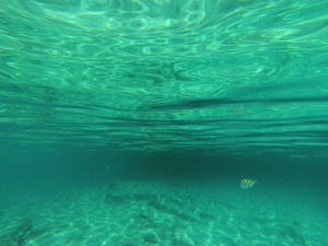 Fische