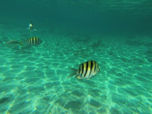 Fische