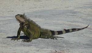 Leguan