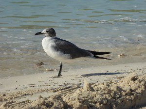 Möwe am Strand