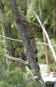 Leguan