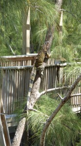 Leguan