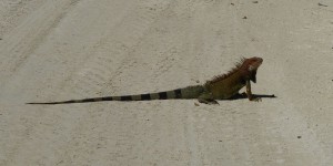 Leguan