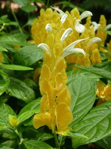 Blume