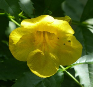 Blume