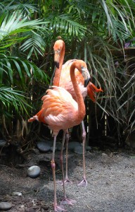 Flamingos