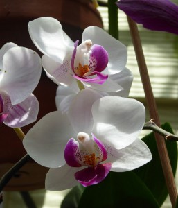 Orchidee