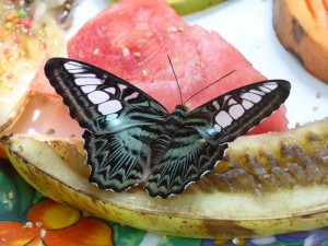 Schmetterling