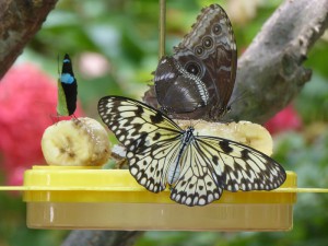 Schmetterling