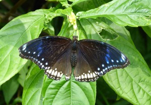 Schmetterling