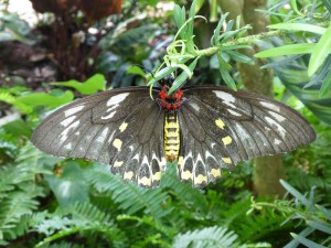 Schmetterling