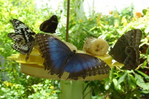 Schmetterling