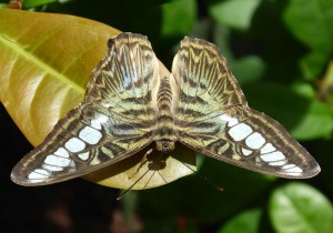 Schmetterling