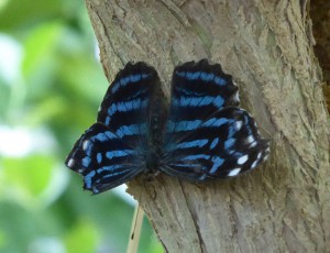 Schmetterling