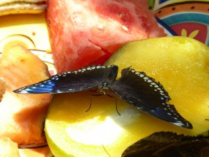 Schmetterling