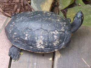 Schildkröte