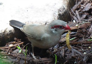 Vogel