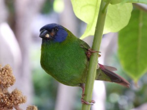 Vogel