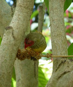 Vogel