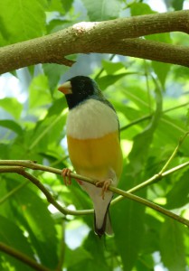 Vogel