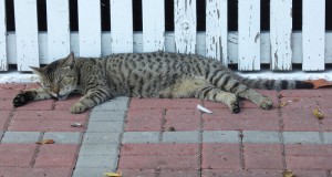 Katze auf Key West