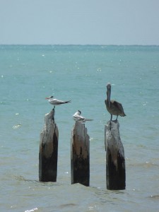 Möwen und Pelikan