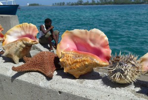 Conchs, Seesterne und Kugelfische