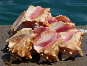 Conch-Muscheln