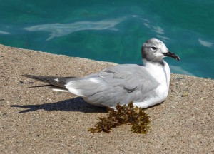 Möwe