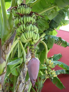 Bananenstauden