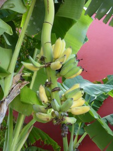 Bananenstauden