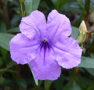 Blume im Central Park
